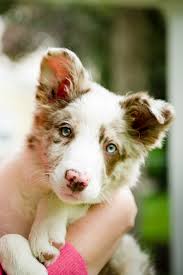 Red Merle Border Collie Puppy 3 Months Old Red Merle Border Collie Cute Dogs Border Collie Puppies