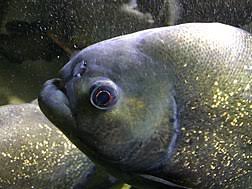 Red Bellied Piranha Wikipedia