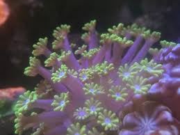 About a month ago we reported on one. Cheep Corals Nj Reef Club