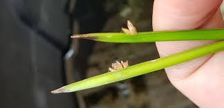 Image result for Schoenoplectiella