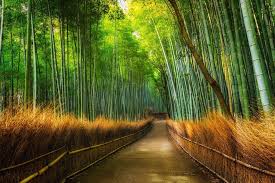 Arashiyama Bamboo Grove Kyoto Japan By Spicedpumpkins In Mostbeautiful Natura
