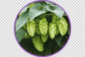 Craft beer xii feria del lupulo y la cerveza common hop villaquilambre, beer, text, trademark, logo png. Leaf Leaf Profile Different Png Klipartz