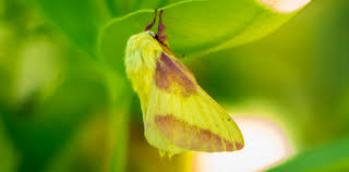 Check out our rosy maple moth selection for the very best in unique or custom, handmade pieces from our insects shops. Adirondack Moths Rosy Maple Moth Dryocampa Rubicunda