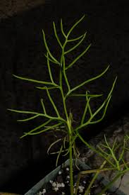 Image result for Parkeriaceae