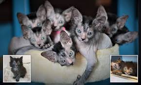 Check out our werewolf cat selection for the very best in unique or custom, handmade pieces from our shops. Werewolf Cat Breeder Reveals Her Adorable Kittens That Look Like Terrifying Creatures Of The Night Daily Mail Online