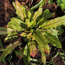 Maybe you would like to learn more about one of these? How To Plant Grow Redvein Dock Rumex Sanguineus Pond Informer