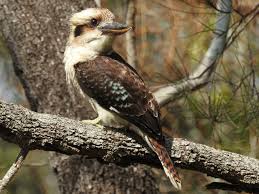 A large australian bird that lives in trees and makes a strange sound like a person laughing 2…. Laughing Kookaburra Ebird