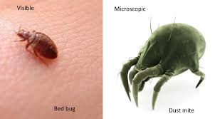 Image result for Dust mite