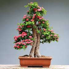 Maybe you would like to learn more about one of these? Pros And Cons Of Keeping Bonsai At Home Scientifically And Spiritually Bonsai Tree Gardener