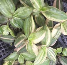 Image result for Tradescantia zebrina