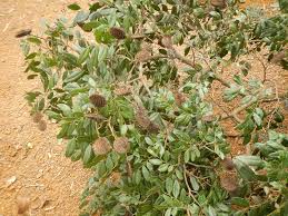 Image result for Tessmannia