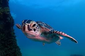 Προφίλ για: ScubaBuceoPR