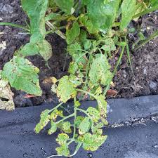 Image result for Septoria leaf spot of tomato
