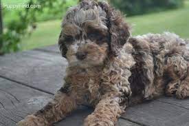 Pin On Dog Bits