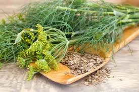 Image result for Dill