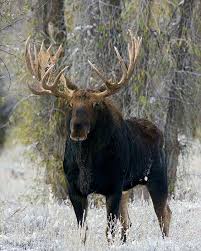 Pin By Tori Hakes On Animales Majestic Animals Animals Moose Pictures