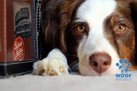 Long distance pet transport reviews. Woof Airlines Global Pet Transport Reviews Facebook