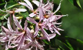 Image result for Maerua cafra