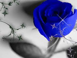 95 top 3d wallpapers full hd , carefully selected images for you that start with 3 letter. Blue Rose Full Screen 1280x953 Wallpaper Teahub Io