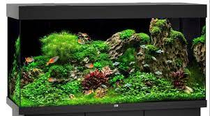 Maybe you would like to learn more about one of these? How To Set Up An Aquarium For Tropical Fish Swell Uk