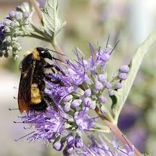 These include wild flowers and those used by people for food and medicine. Wild Bees Are Dying And Ecosystem Collapse Will Follow But Nobody S Taking Notice
