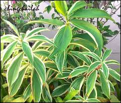 Plants have been used as a expression systems for the production of diagnostic reagents and pharmaceutical proteins often described as „molecular farming. Simple Living In Nancy Growing Variegated Crepe Ginger Plant In My Garden