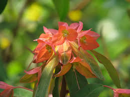 Image result for Geigeria filifolia