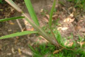 Image result for Paspalum conjugatum