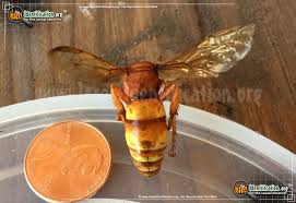 You certainly don't want these pests to stick around. Western Cicada Killer Sphecius Grandis