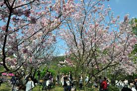 The districts that house parts of the park grounds include taipei's beitou and shilin districts; é™½æ˜Žå±±åœ‹å®¶å…¬åœ' åŒ—æŠ•å€ å°åŒ—å¸‚ å°ç£æ—…éŠè³‡è¨Š æ—…éŠå°Žè¦½ Travelkingæ—…éŠçŽ‹