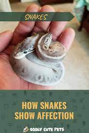 How Do Snakes Show Affection In 2021 Cuddly Animals Snake Pet Snake