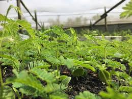 Image result for Dicoma galpinii