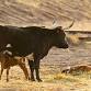 AAM Livestock Besters Sale