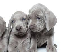 Weimaraner Dog Breed Information Find weimaraner puppies for sale with pictures from reputable weimaraner breeders. weimaraner dog breed information
