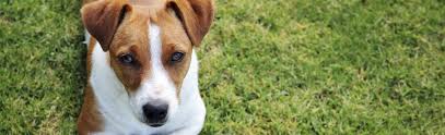 Richmond hill animal hospital works closely with two rescue organizations and donates time and services to help them do their work. Animal Services City Of Richmond Hill