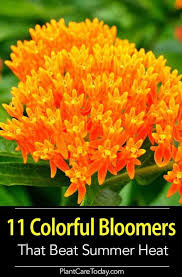 11 Colorful Summer Flowers That Beat The Heat Summer Blooming Flowers Summer Flowers Flowers Perennials