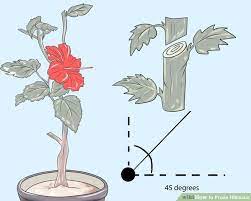 We did not find results for: How To Prune Hibiscus Hibiscus Plant Hibiscus Pansies Flowers