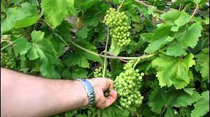 How To Grow Backyard Grapes Grape Plant Backyard Grapes Growing Grapes