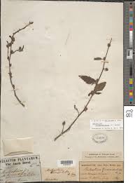 Image result for Malvastrum coromandelianum