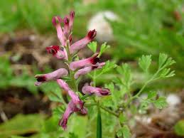 Image result for Fumariaceae