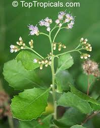 Image result for Ageratum conyzoides