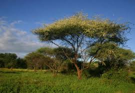 Image result for Acacia tortilis