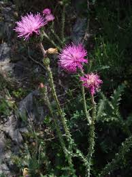 Image result for Criscianthus