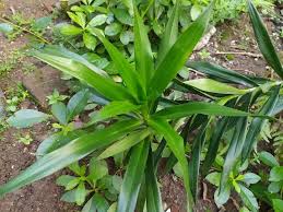 Check spelling or type a new query. Inilah Manfaat Daun Suji Untuk Kesehatan Tubuh Alodokter