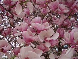Jane Magnolia Saucer Magnolia Tree Fragrant Plant Magnolia Tree Landscaping
