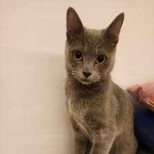 Ucretsiz Veya Cok Uygun Mama Karsiligi Ucretli Exotic Ucretsiz Kedi Verenler 97154