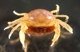 Mostly seen in damper climates. New Zealand Pea Crab Wikipedia