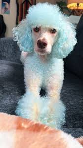 Feeling down? Dye your poodle blue 🌊 #poodle #dogdye #bluepoodle #fyp #dog