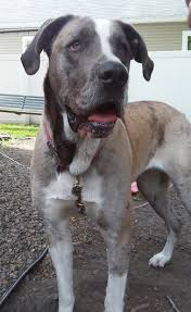 Also known as bull daniff or mastidane, this hybrid is be careful not to give them too many baths as it can dry out their skin. Saint Dane Dog Breed Information And Pictures