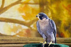 The order falconiformes is comprised of falcons, hawks, eagles, vultures and related birds of prey. Is There A Difference Between A Raptor And A Bird Of Prey The Wolf Center